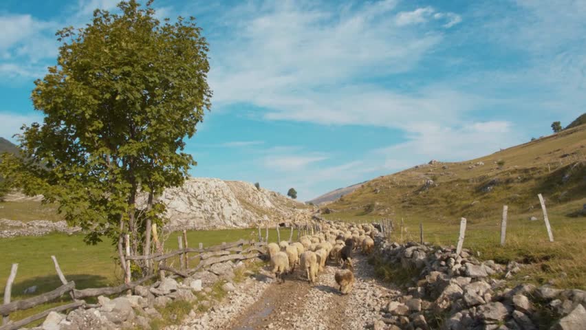 A shepherd leads a flock of sheep along a mountain path toward open pasture, surrounded by scenic peaks and fresh alpine air in a peaceful rural setting.