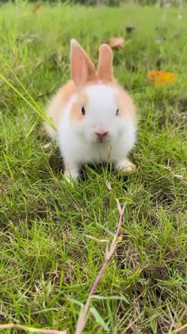 Cute White and Orange Bunny Outdoors.