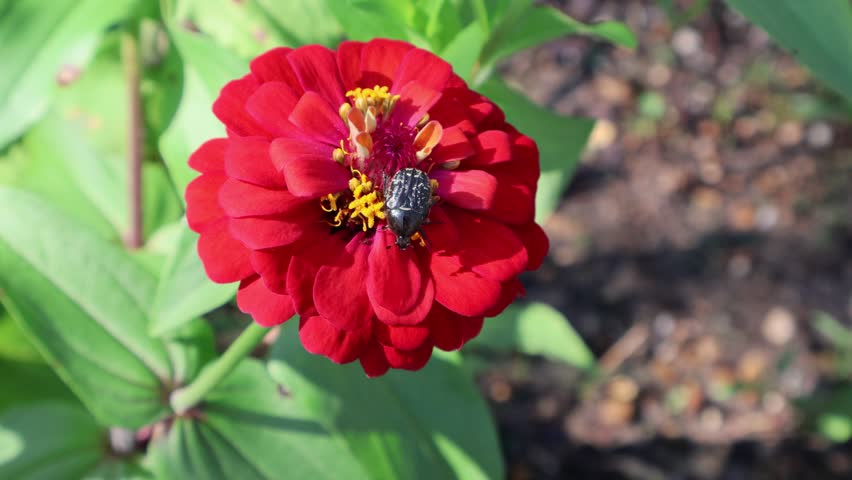 A vivid red zinnia with a black beetle bug glowing in the sunlight like a flame caught in full bloom. Florida, May 20, 2025