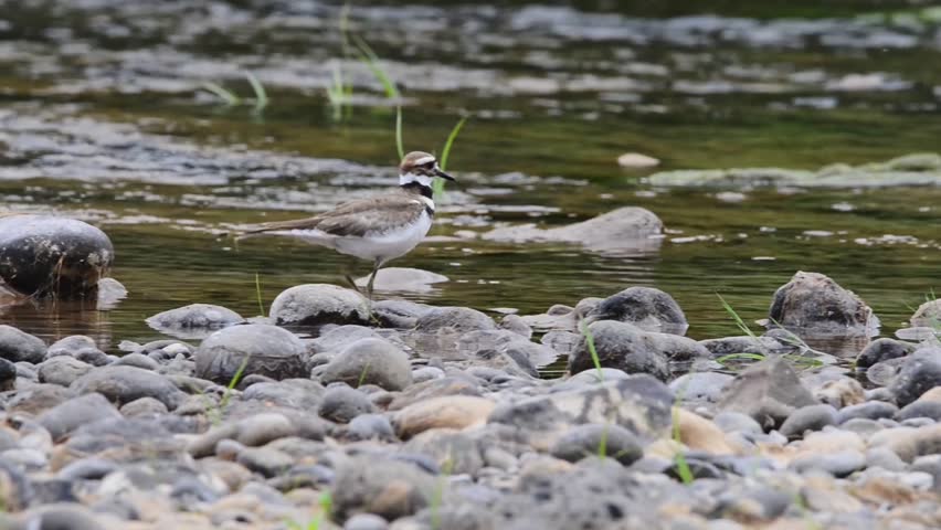 A killdeer walks along the rocky shore of the Molalla River looking for food.  River rocks fill the foreground.  Vegetal river waters fill the background.