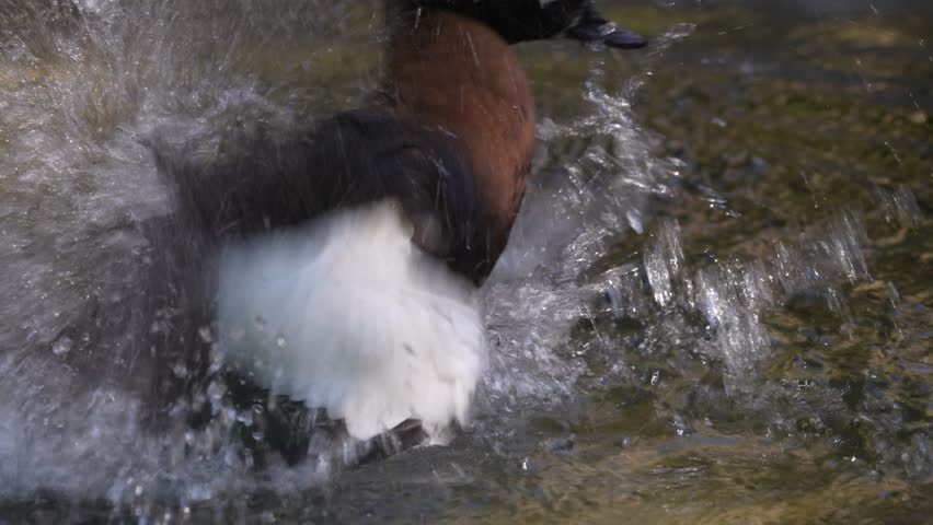 Australian shelduck, Tadorna tadornoides, bird swimming and bathing in the water, Australia. chestnut-breasted mountain duck in nature habitat. Birdwatching in Australia. shelduck  in lake, wildlife.