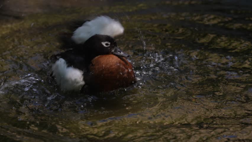 Australian shelduck, Tadorna tadornoides, bird swimming and bathing in the water, Australia. chestnut-breasted mountain duck in nature habitat. Birdwatching in Australia. shelduck  in lake, wildlife.