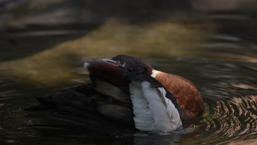 Australian shelduck, Tadorna tadornoides, bird swimming and bathing in the water, Australia. chestnut-breasted mountain duck in nature habitat. Birdwatching in Australia. shelduck  in lake, wildlife.