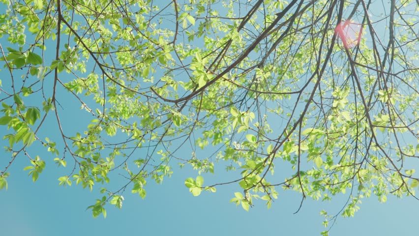 Sunlight Filtering Through Fresh Green Leaves Against A Clear Blue Sky