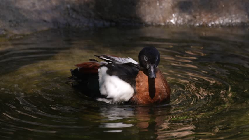 Australian shelduck, Tadorna tadornoides, bird swimming and bathing in the water, Australia. chestnut-breasted mountain duck in nature habitat. Birdwatching in Australia. shelduck  in lake, wildlife.