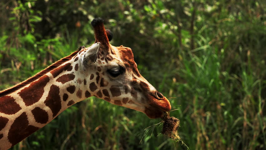 baby giraffe chewing grass in early morning light. Giraffe in Kruger National Park, South Africa, Namibia. Amazing scene on safari watching wild animals. Concept of wildlife, nature, africa.