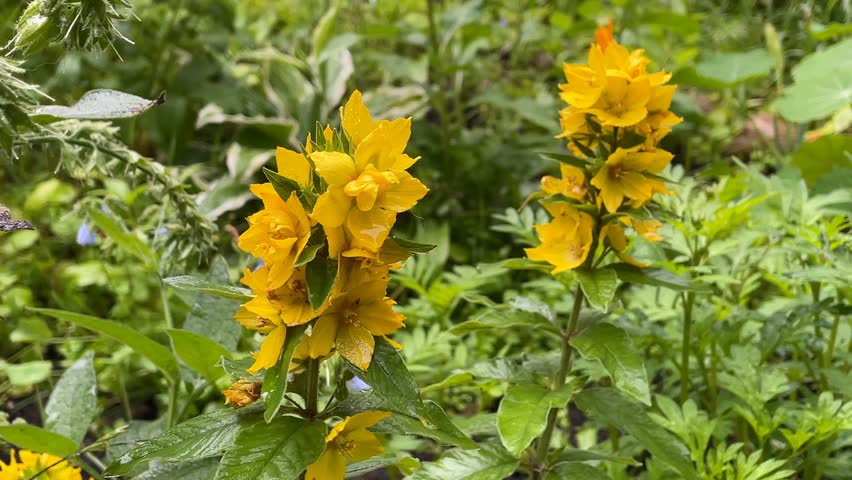 Bright yellow loosestrife flowers blooming in lush green garden background video