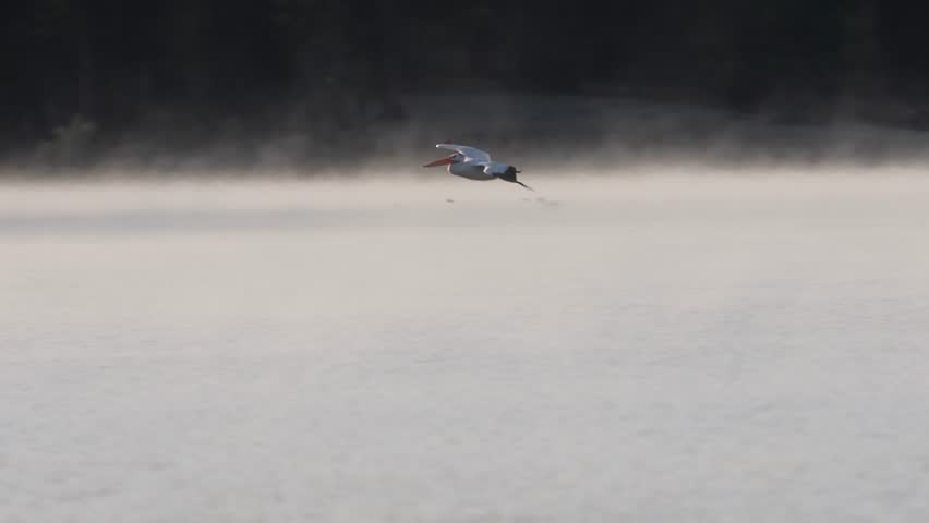 Slow motion of an American white pelican (Pelecanus erythrorhynchos) gliding across the water and landing gracefully on Antelope Lake in Plumas County California.