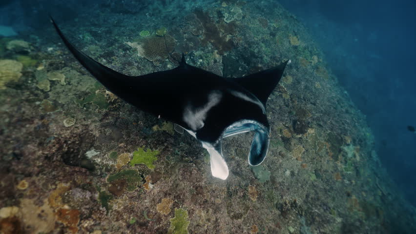 Majestic manta ray soars over the sandy bottom Raja Ampat, silhouette contrasting against blue depths, it glides effortlessly through water. Graceful black Manta Ray glides through clear blue waters