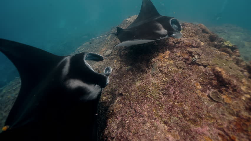 Majestic manta ray soars over the sandy bottom Raja Ampat, silhouette contrasting against blue depths, it glides effortlessly through water. Graceful black Manta Ray glides through clear blue waters
