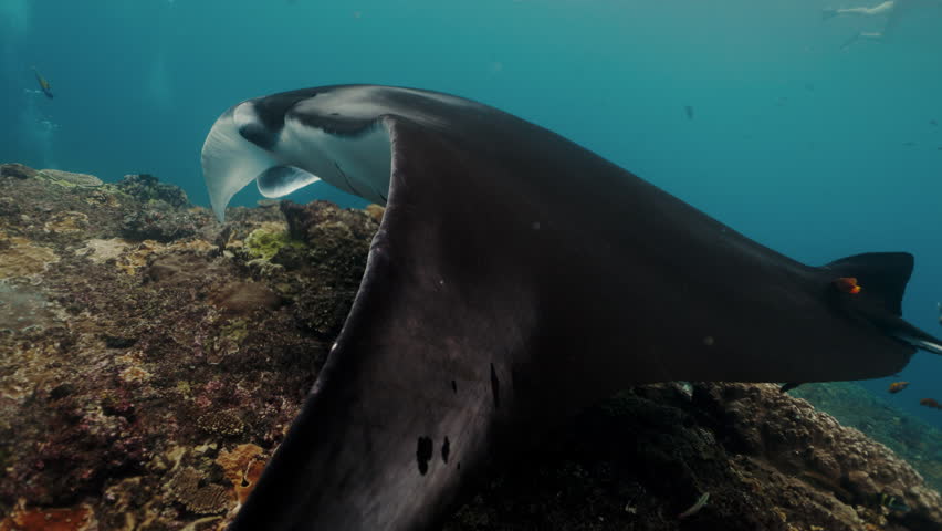 Graceful black Manta Ray glides through clear blue waters of Galapagos Islands, accompanied by lively remora fish, highlighting vibrant marine biodiversity and promoting conservation awareness
