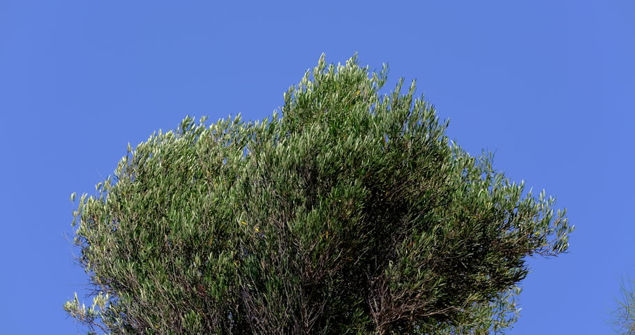 green tree and blue sky