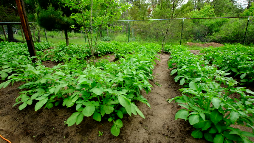 Moving camera sideways while walking next to rows of healthy young potato plants growing in mounds of soil rich in sand in orchard garden 