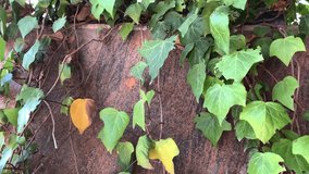 Wall with ivy, green ivy with heart-shaped leaves climbing stone wall, natural vertical greenery and organic texture, urban facade with wild vegetation - Powered by Shutterstock - Get 15% off with code: PIKWIZARD15
