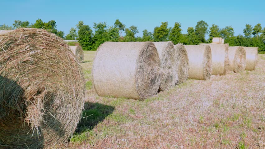 Large round hay bales scattered across a lush green field under a clear blue sky, showcasing the beauty of rural agriculture and the essence of harvest season in a serene landscape