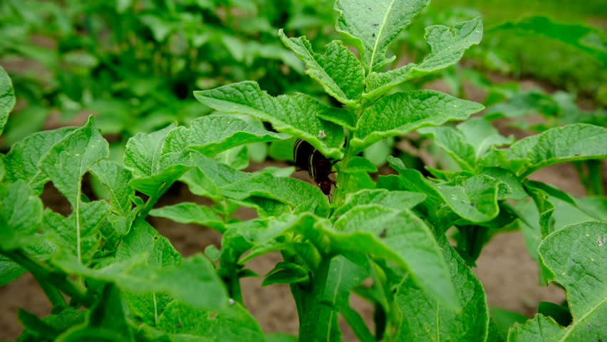 Close up of invasive beetle bugs matting on young potato plant and moving camera away showing more vegetables growing in mounds of soil