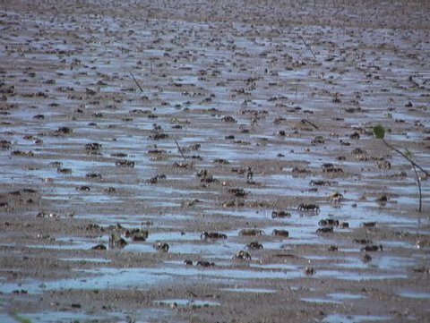 Multiple crabs walking across mudflats