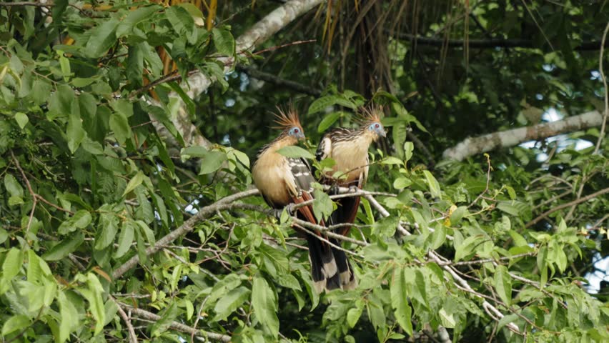 Tropical Hoatzins with Crests in Jungle Foliage – La Macarena, Colombia