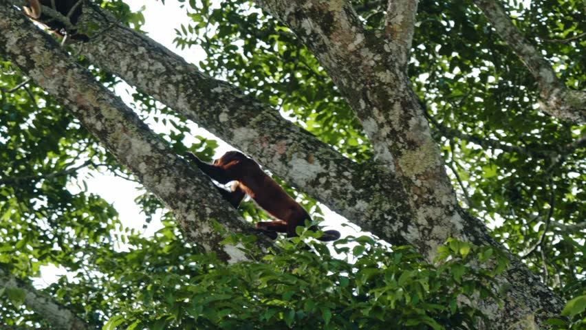Wild Howler Monkeys in Tropical Forest Habitat – La Macarena, Colombia