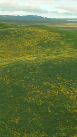 Rolling green hills covered in yellow wildflowers under a cloudy sky inCarrizo Plain National Monument, California, USA. The landscape is peaceful and serene, showcasing nature