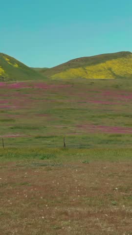 Rolling green hills covered in wildflowers under a clear blue sky. This landscape photo captures the beauty of nature in Carrizo Plain National Monument, California, USA.