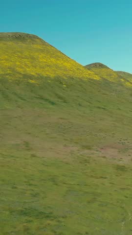 Rolling green hills covered in wildflowers under a clear blue sky. This landscape photo captures the beauty of nature in Carrizo Plain National Monument, California, USA.