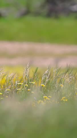 Wildflowers and tall grasses sway in a meadow in Carrizo Plain National Monument, California, USA. The yellow flowers bloom in spring, attracting pollinators and adding color to the landscape.