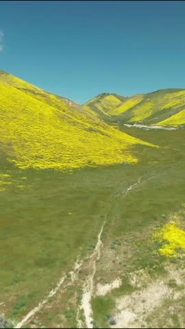 California hillsides covered in yellow wildflowers during a super bloom event. The vibrant colors create a stunning landscape in Carrizo Plain National Monument, California, USA