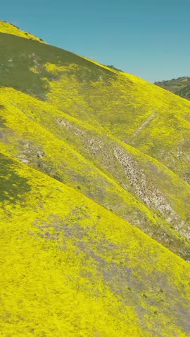 California hillsides covered in yellow wildflowers during a super bloom event. The vibrant colors create a stunning landscape in Carrizo Plain National Monument, California, USA