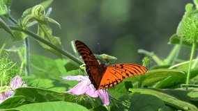 Gulf fritillary butterfly feeds on nectar from a passion vine blossom in natural light surrounded by lush green leaves then flies off in beautiful slow motion - Powered by Shutterstock - Get 15% off with code: PIKWIZARD15