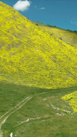Hikers explore the vibrant yellow wildflower bloom blanketing the hillsides of Carrizo Plain National Monument in California, USA, during springtime.