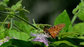 Gulf fritillary butterfly feeds on nectar from a passion vine blossom while resisting a breeze then flies off - Powered by Shutterstock - Get 15% off with code: PIKWIZARD15