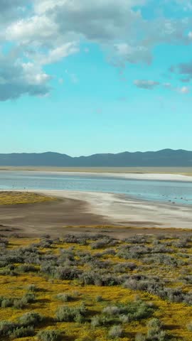 Soda Lake shimmers under a blue sky, framed by yellow wildflowers. The lake