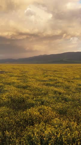 A vast field of yellow wildflowers blooms under a dramatic sky in Carrizo Plain National Monument, California, USA. Mountains rise in the distance, creating a serene and picturesque landscape.
