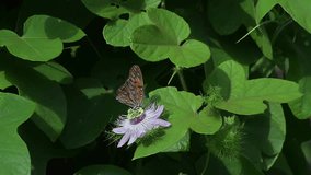 Gulf fritillary butterfly feeds on nectar from a passion vine blossom while a second passion butterfly flies in close and hovers in slow motion - Powered by Shutterstock - Get 15% off with code: PIKWIZARD15