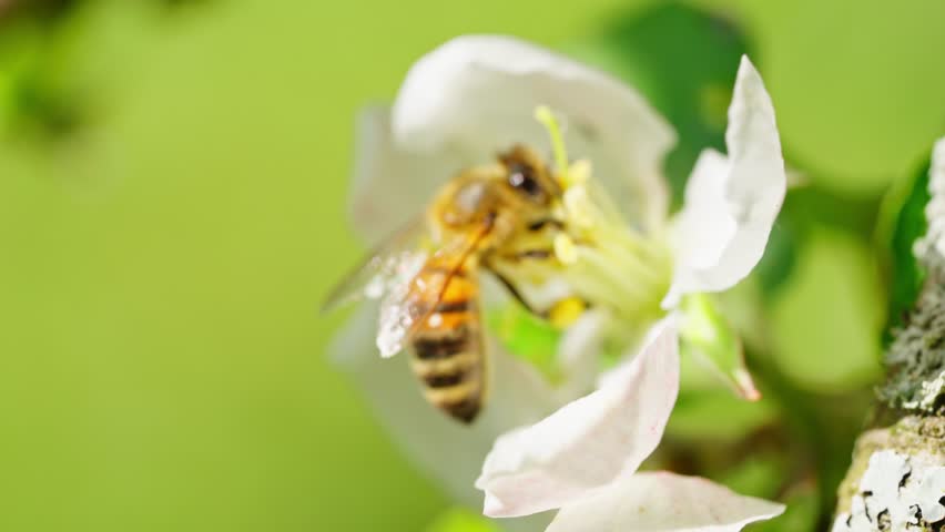 Buzzing honeybee pollinating a delicate white flower in a lush green setting