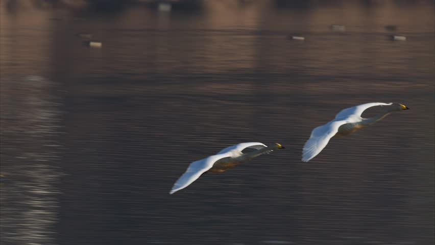 Whooper swan landing on water (slow motion)