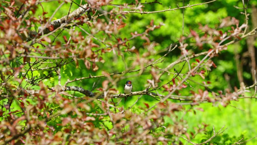 Swallow sits in bush with blurred green background in soft springtime light, frontal view