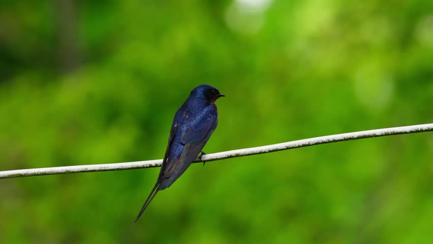 Swallow sits calmly on wire against blurred green leaves in early morning natural light, rearview taking off in flight
