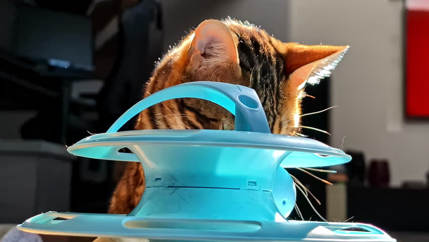 Close up of a domestic cat playing with a ball game.