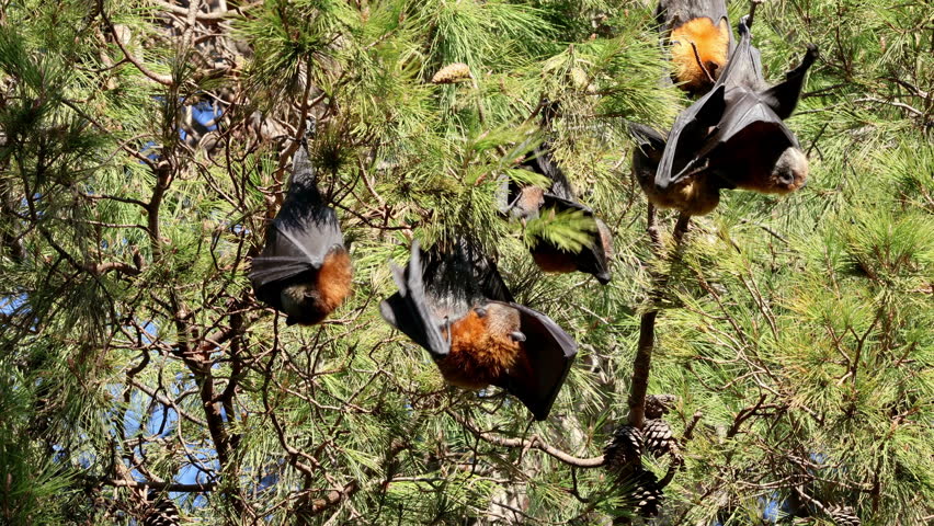 Grey-headed flying-foxes (Pteropus poliocephalus) hanging in a tree during the day, South Australia