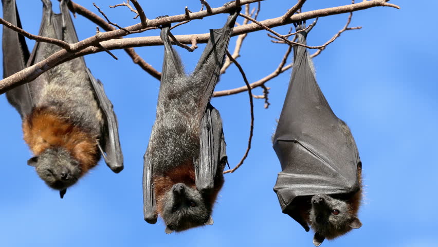 Grey-headed flying-foxes (Pteropus poliocephalus) hanging in a tree during the day, South Australia