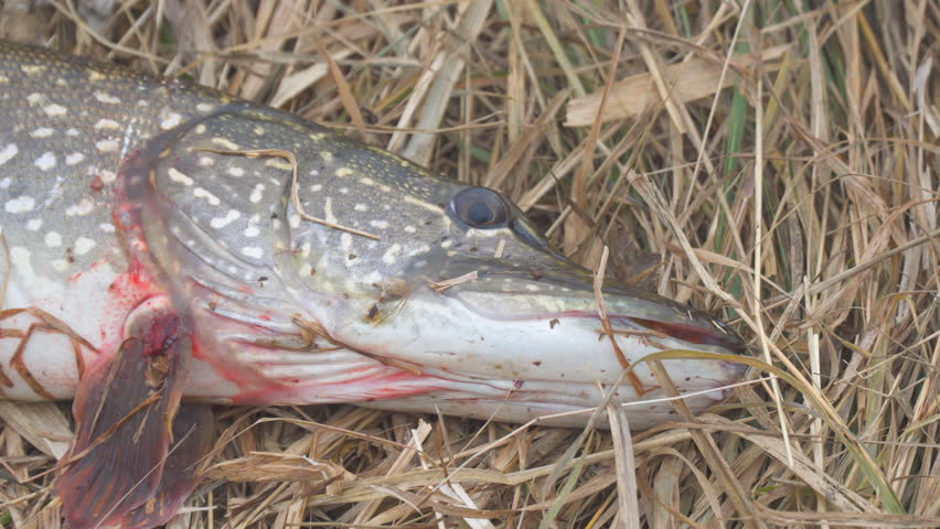 A pike caught on dry autumn grass. Pike on the grass. Selective focus. Camera panning