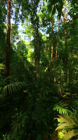 Tranquil FPV drone flight through dense tropical jungle with lush green plants and sunlight filtering through the canopy. Shot in Southeast Asia rainforest.