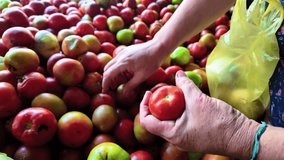 Adult Woman hands selecting the best ripe tomatoes at a vegetable market - Powered by Shutterstock - Get 15% off with code: PIKWIZARD15