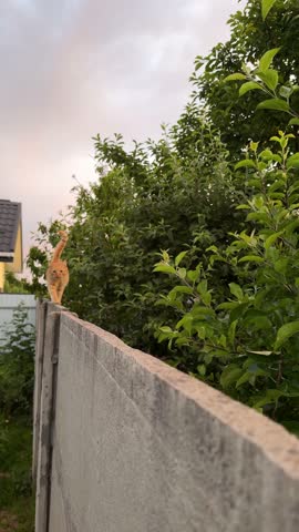 Cat ginger tabby walking on concrete fence wall looking around on sunset. Red cat playing on yard.