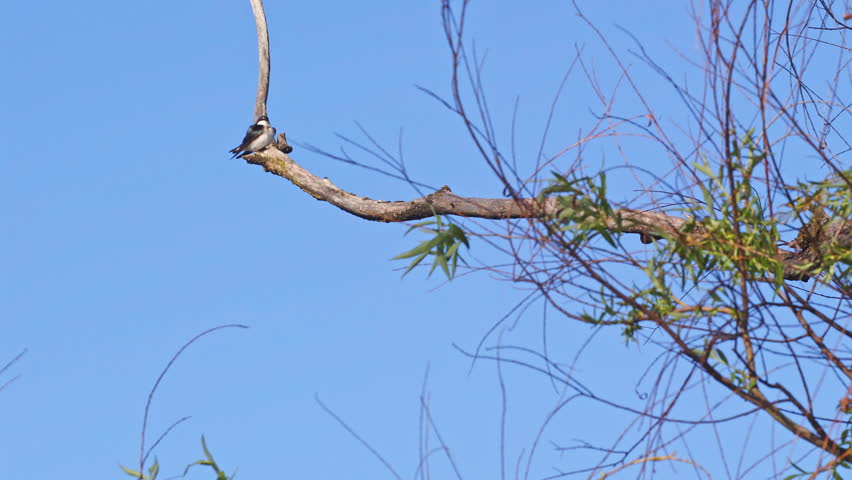 Slow-mo view of purple martins looping and diving during breeding season.