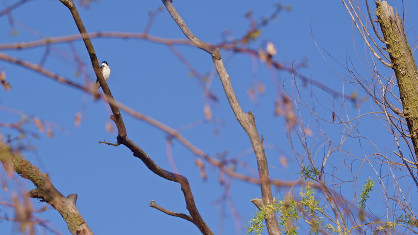 Capturing the purple martin’s romantic flights in slow cinematic style.