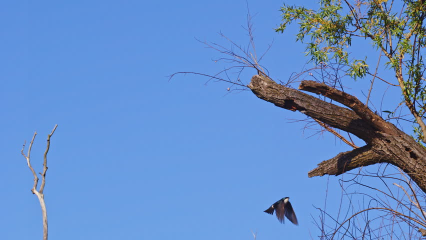 Graceful purple martin flight captured in slow motion during mating season.