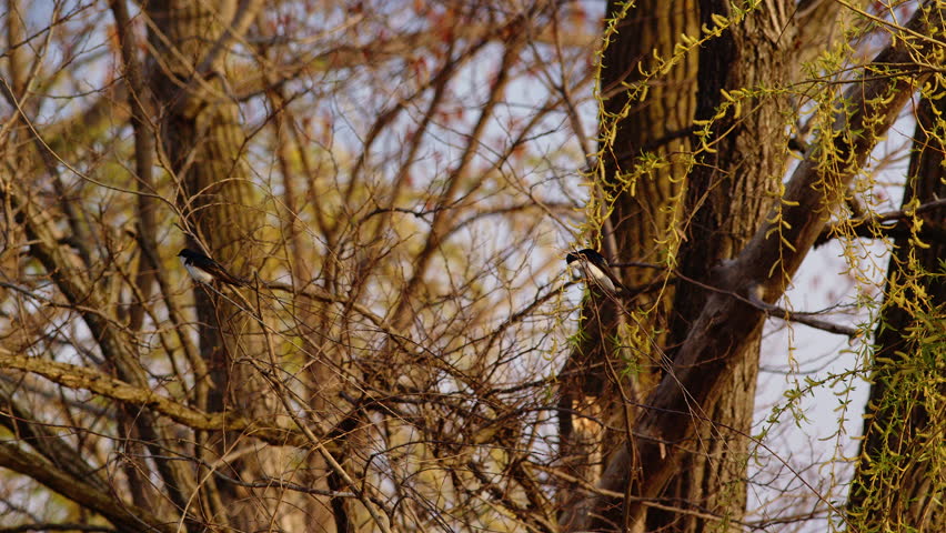 Breathtaking slow motion video of purple martins executing mating flight routines.